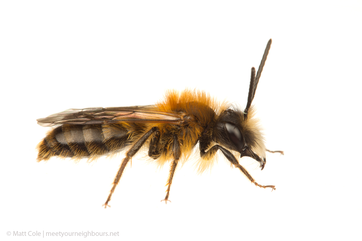 MYN Tawny Mining Bee male